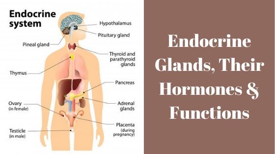 hormones secreted by adrenal gland and their functions